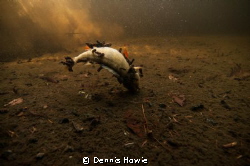 cycle of life    shot taken in freshwater. by Dennis Howie 